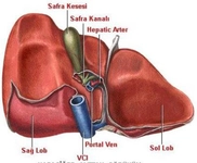 Karaciğer Kanseri Belirtileri Nelerdir?