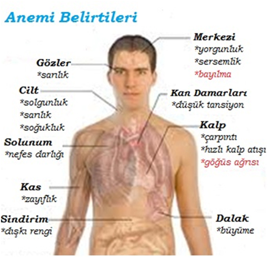 Anemi Belirtileri Nelerdir?